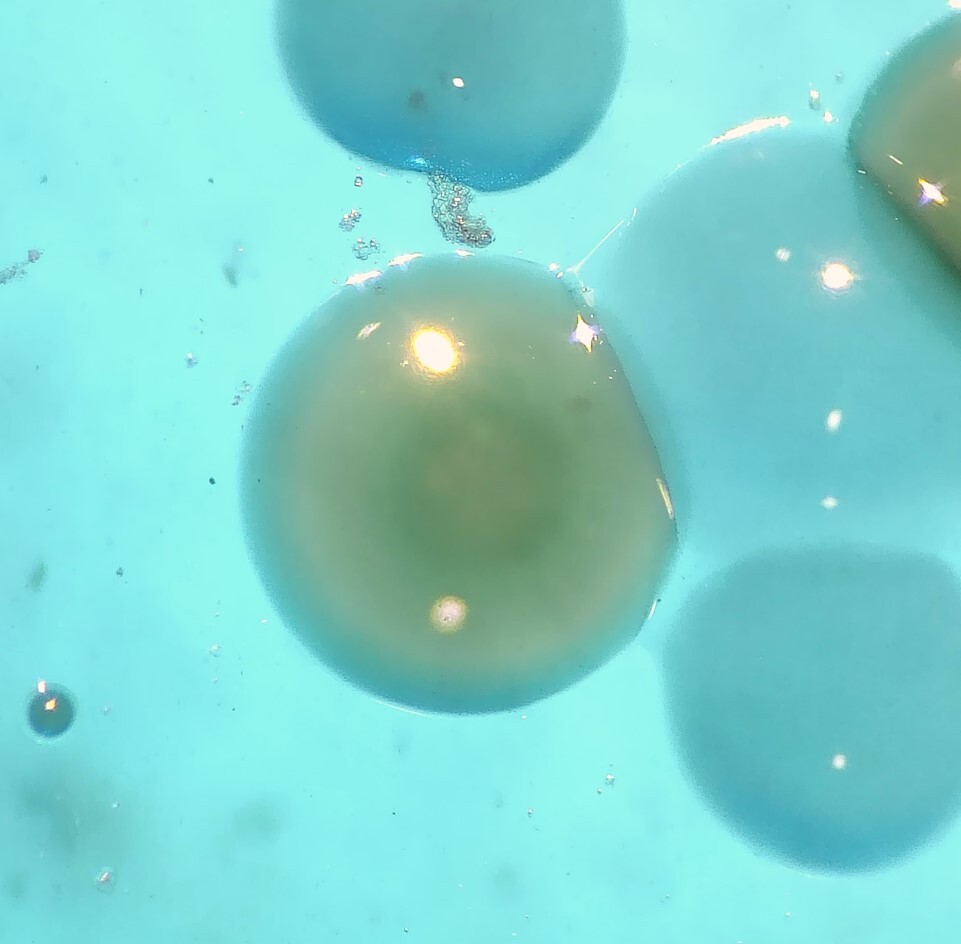 agrobacterium arandano